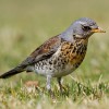 cesena turdus pilaris 100x100
