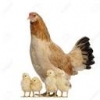 channelId=38209540
