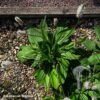 plantago media1 100x100