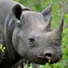 rhinoceros ts1